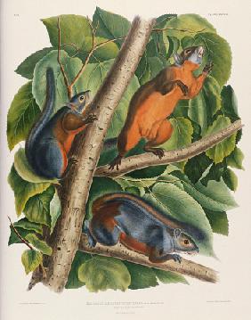 Red-Bellied Squirrel (Sciurus Feruginventris), From ''The Birds Of America'' By John James Audubon (