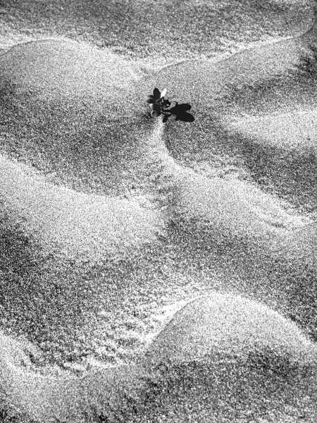 Sand pattern (b/w photo)  von 