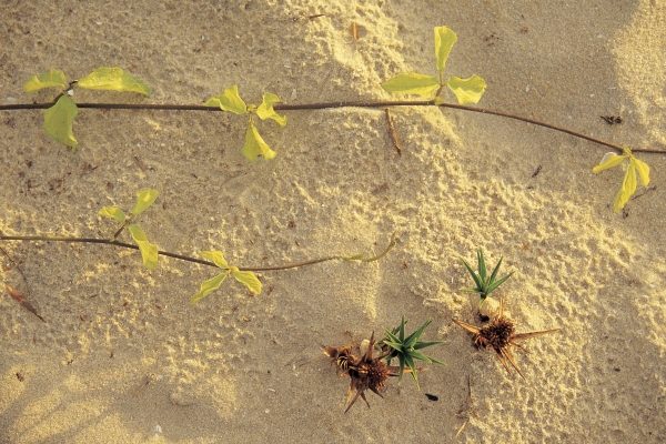 Sea creeper sesulium Trifoliatum and spinifax germinating on sand Mararikulam (photo)  von 
