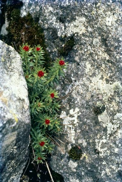 Sikkim Stonecrop (Rhodiola crenulata Sedum crenulatum) (photo)  von 