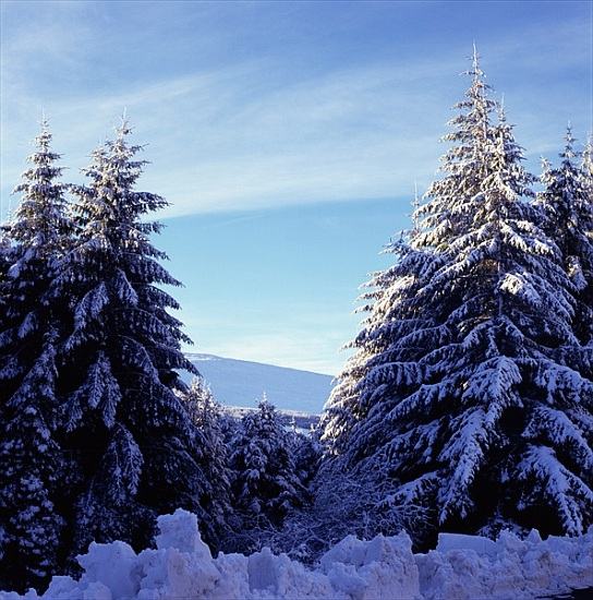 Snow-Covered Fir Trees on the Wicklow Mountains von 