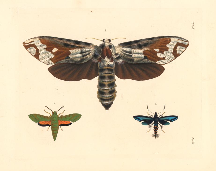 Strigocossus crassa moth 1 von 