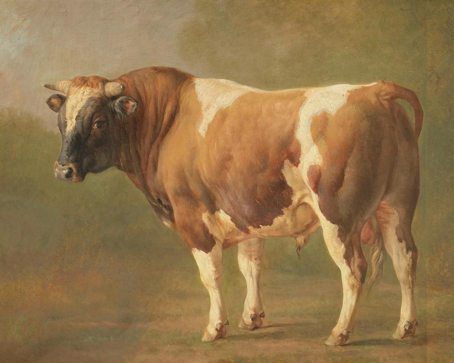 Study of a Bull von 