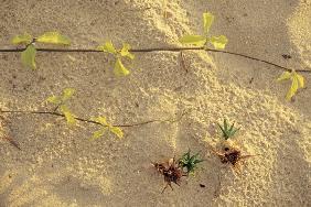 Sea creeper sesulium Trifoliatum and spinifax germinating on sand Mararikulam (photo) 
