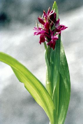 Spotted Heath Orchid (Dactylorrhiza hatagirea Orchis lalifolia) (photo) 