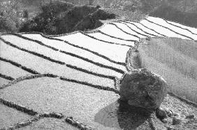 Step fields of rice, Eastern Nepal (b/w photo) 