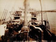 Shipping Cattle on the 'W.G. Hall', Hawaii, 1890s (sepia photo) 1300