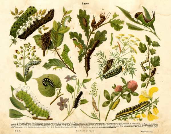Table illustrating some insect larvae von 