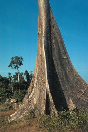 Teepauk trees (photo) 