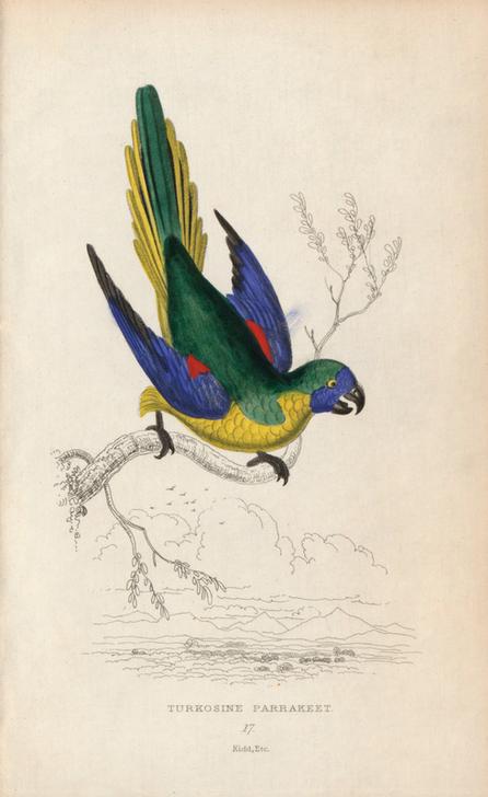 Turquoise parrot, Neophema pulchella. Turkosine parrakeet von 