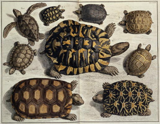 Turtles: from Albert Seba's Locupletissimi Rerum Naturalium, c.1750 (hand coloured engraving) von 