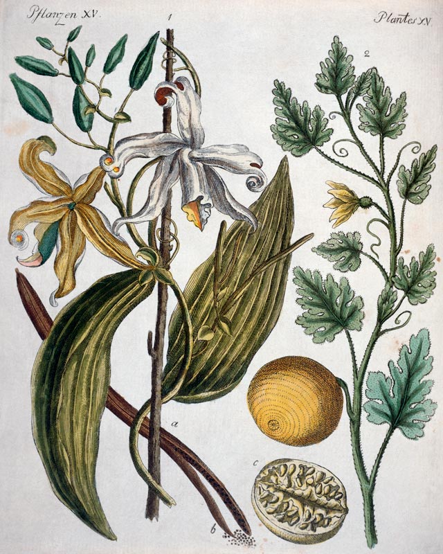 Vanilla and Coloquinth / Bertuch 1792 von 