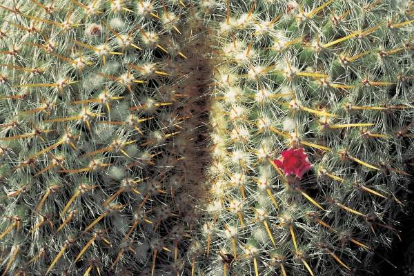 Very unusual cactus formation with red flowers (photo)  von 