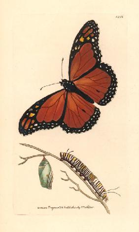 Viceroy butterfly, Limenitis archippus.