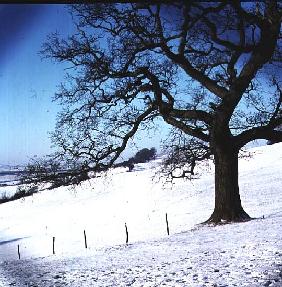 Winter landscape, Hockley Downs, Essex