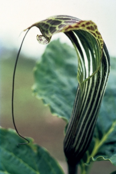 Wallich''s Snake Lily (Arisaema propinguum Schott) (photo)  von 