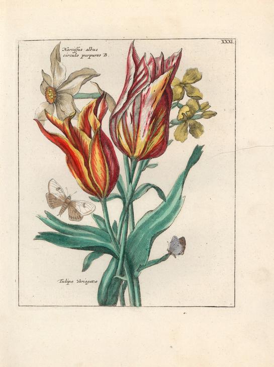 White daffodil variety, Narcissus albus circulo purpureo B. von 