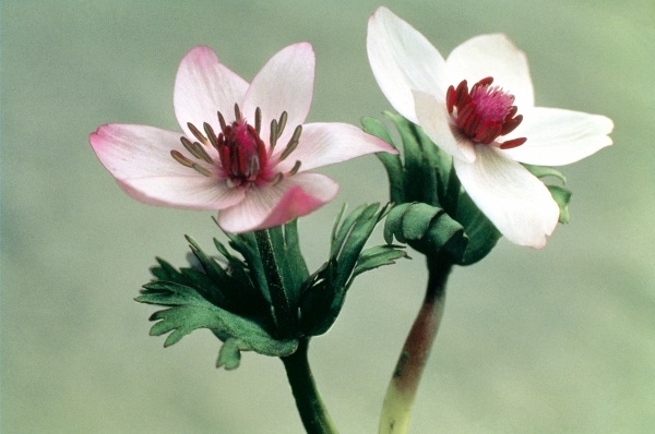 Wood Anemone (Anemone biflora) (photo)  von 
