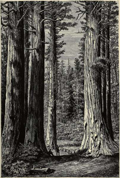 Yosemite National Park, Redwood trees von 