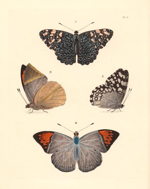 Zoology / Insects / Butterfly. von 