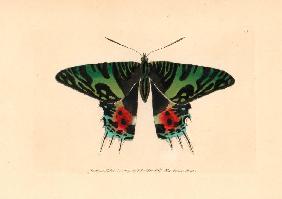 Zoology / Moths