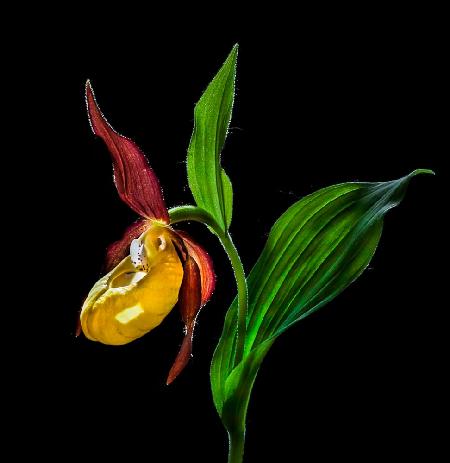 Makro-Nahaufnahme der Blüte der Frauenschuh-Orchidee („Venusschuhe“) in freier Wildbahn © N