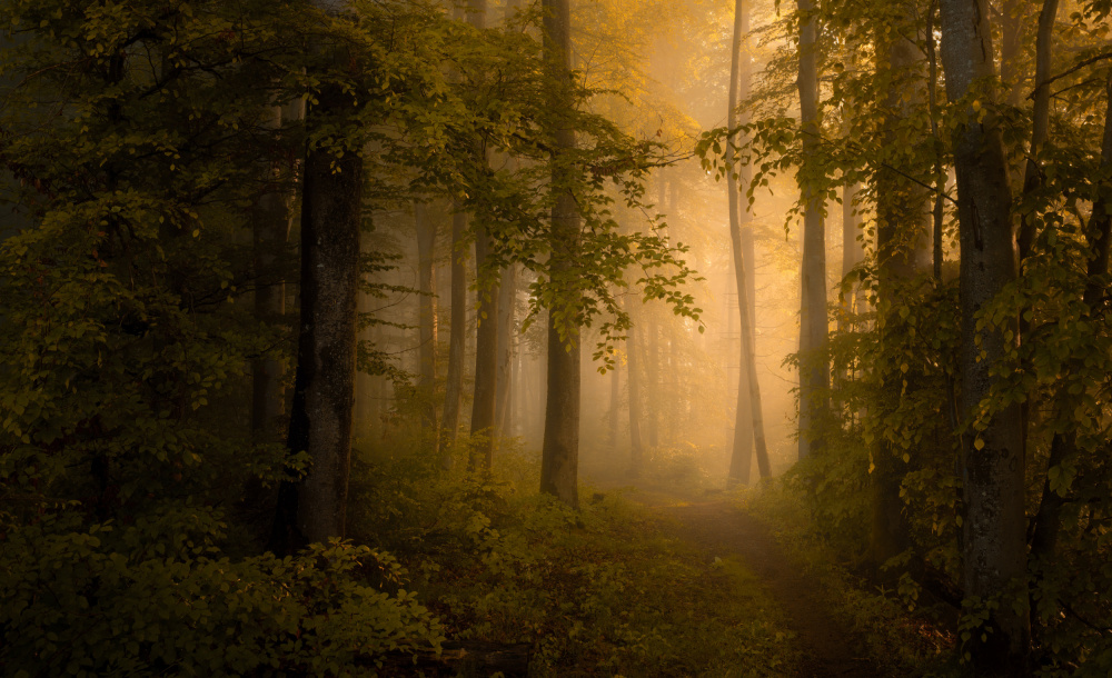 Herbstwald von Norbert Maier