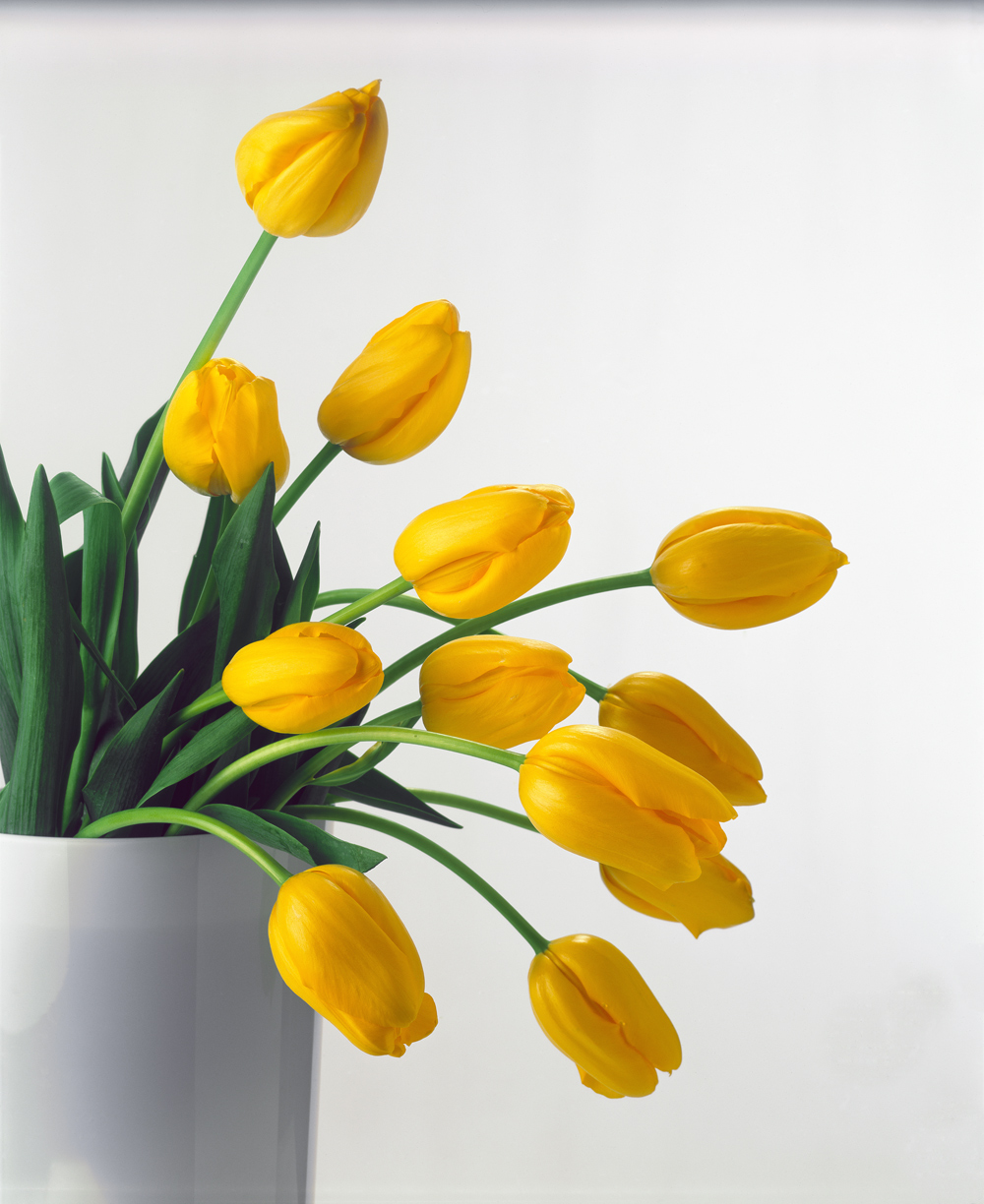 Yellow Tulips II von Norman  Hollands
