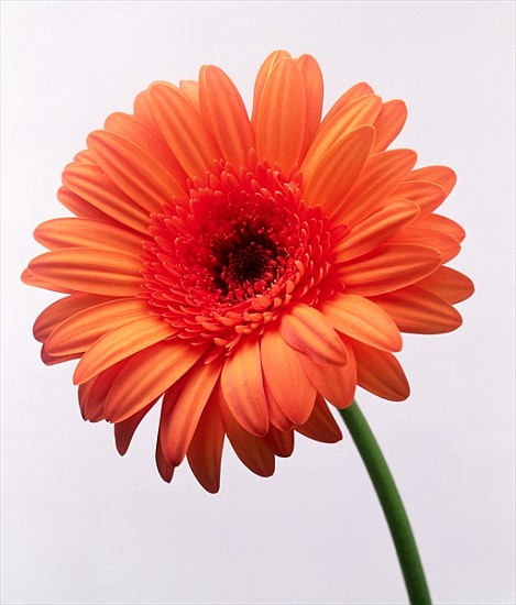 Orange flower, 1999 (colour photo)  von Norman  Hollands