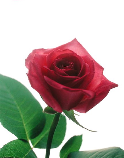Red rose, 1999 (colour photo)  von Norman  Hollands