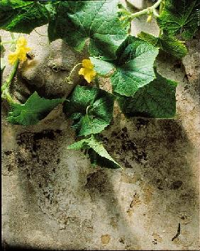Mask & squash leaves, 1994 (colour photo) 