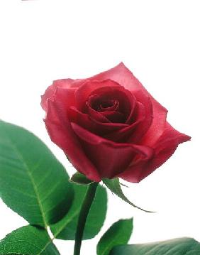 Red rose, 1999 (colour photo) 
