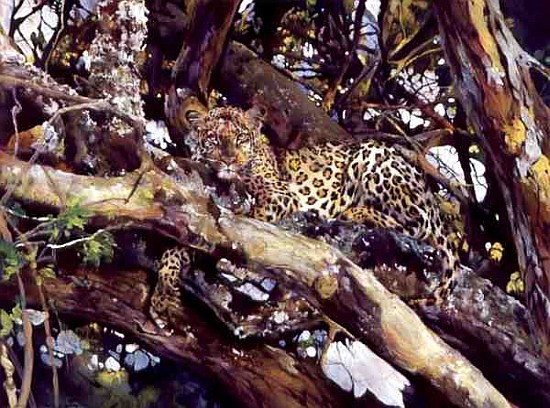 Kenyan Leopard, 1997 (acrylic and pencil crayon on paper)  von Odile  Kidd