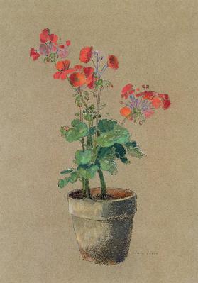 Geraniums in a pot