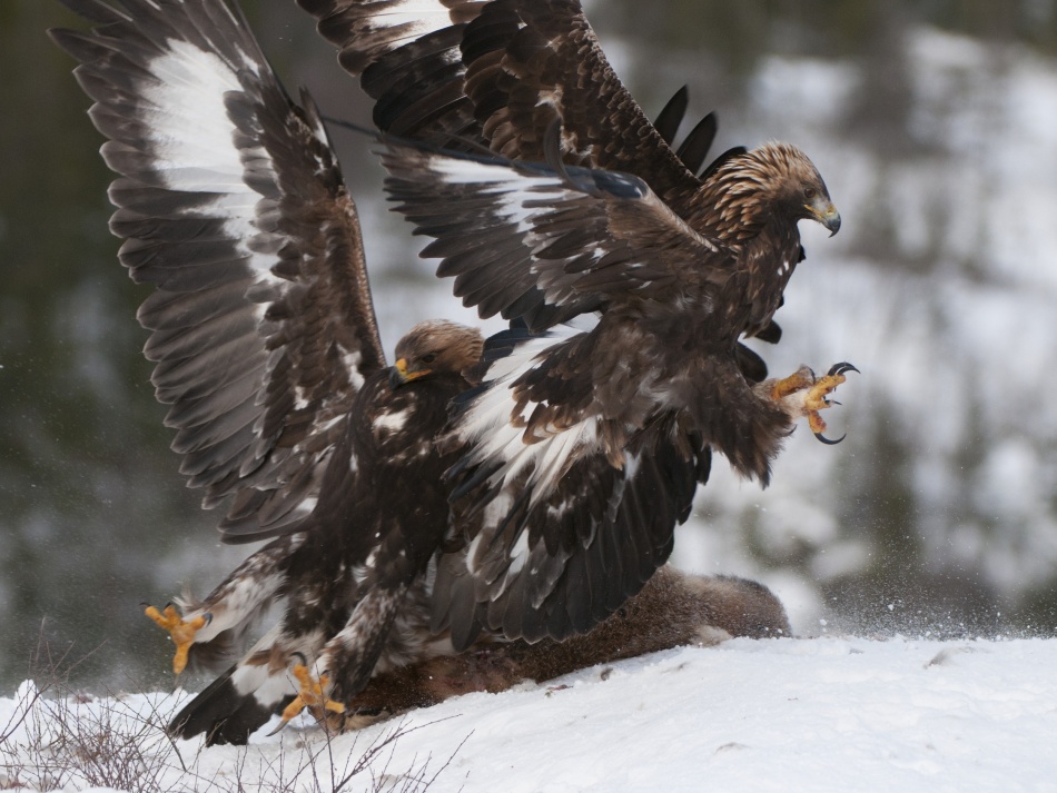 Tanz der Adler von Olof Petterson