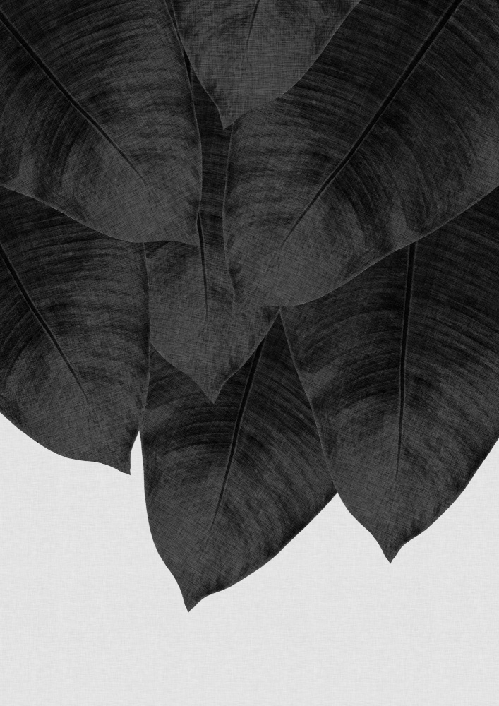 Bananenblatt Schwarz-Weiß III von Orara Studio