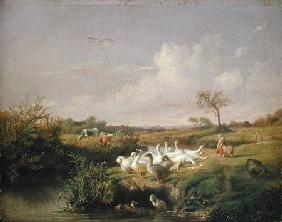 Geese Grazing 1854