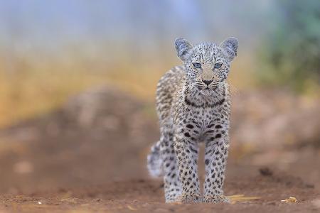 Baby-Leopard mit blauen Augen