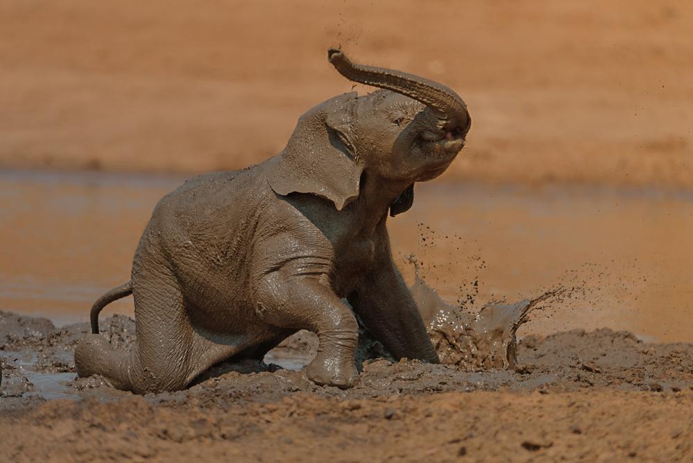 Elefantenkalb genießt das Schlammbad von Ozkan Ozmen / Big Lens Adventures
