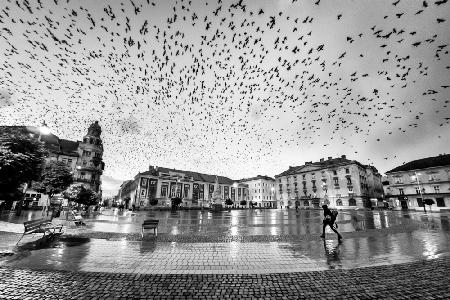 Die Stadt der Vögel