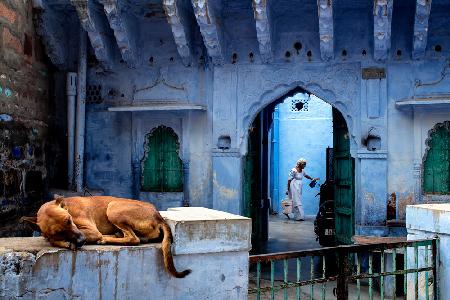 Ein Morgen in Jodhpur,der blauen Stadt