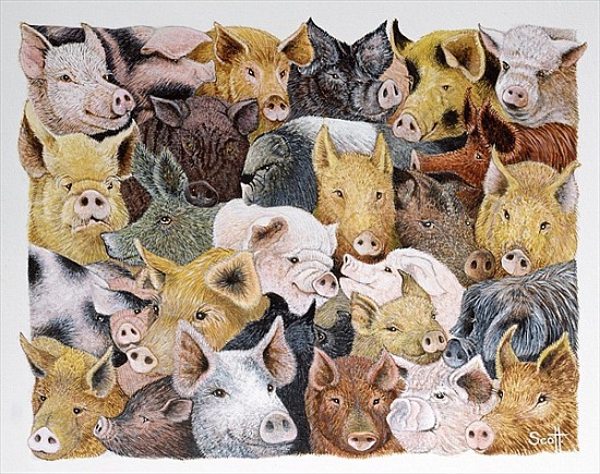Pigs Galore (acrylic on calico)  von Pat  Scott