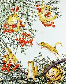 Dormouse House Party