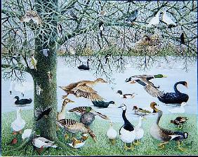 The Odd Duck (acrylic on canvas) 