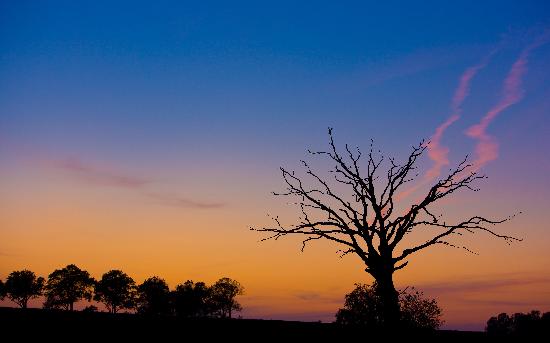 Alter Baum im Abendrot von Patrick Pleul
