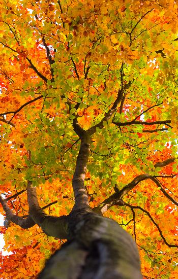 Buche mit buntem Herbstlaub von Patrick Pleul