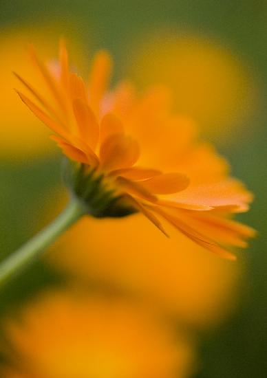 Ringelblume ist Heilpflanze des Jahres 2009 von Patrick Pleul