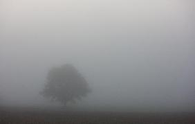 Baum im Nebel