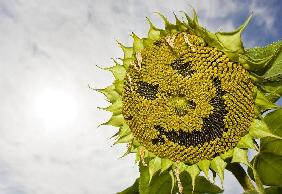 Lachende Sonnenblume bei Storkow