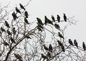 Stare im kahlen Baum